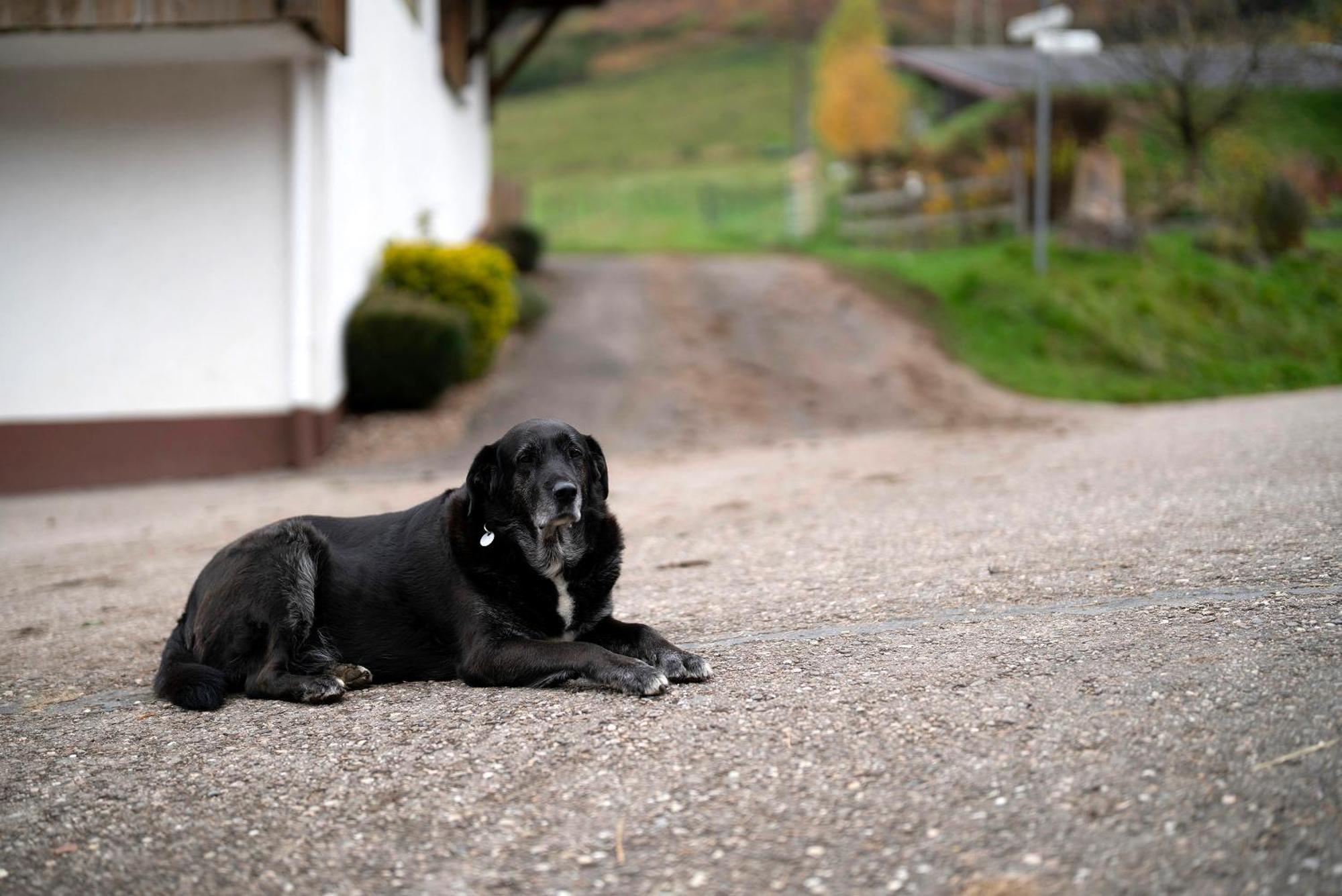 Grundhof Villa Oberprechtal Buitenkant foto